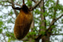 Baobab Powder