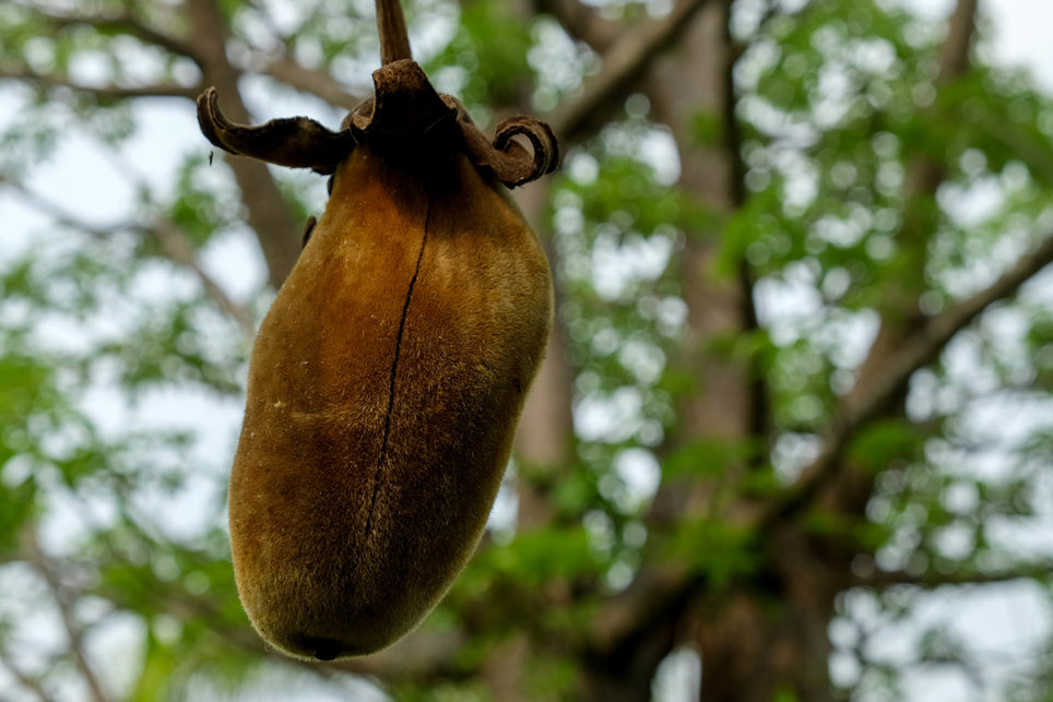 Poudre de baobab bio – Oasi delle Spezie