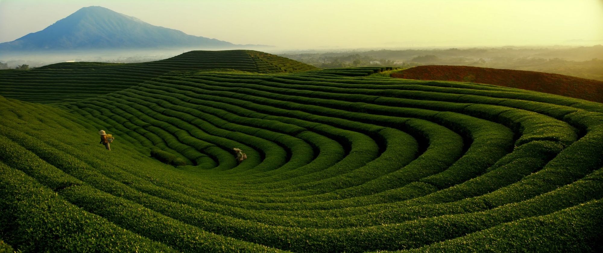 Terraced tea fields in soft morning light