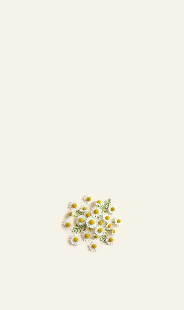 Chamomile flowers on cream