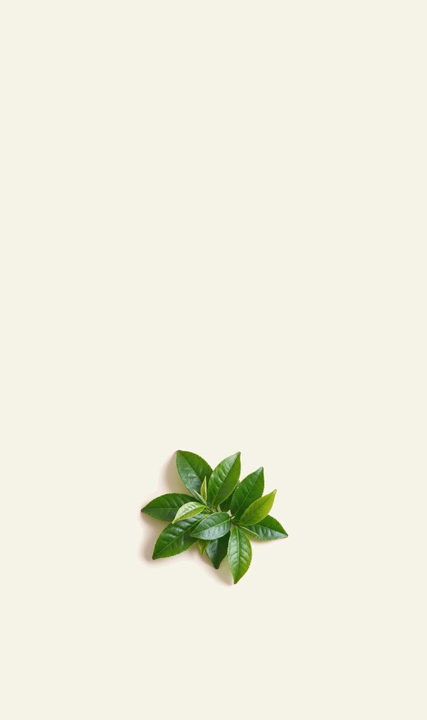 Fresh green tea leaves on cream