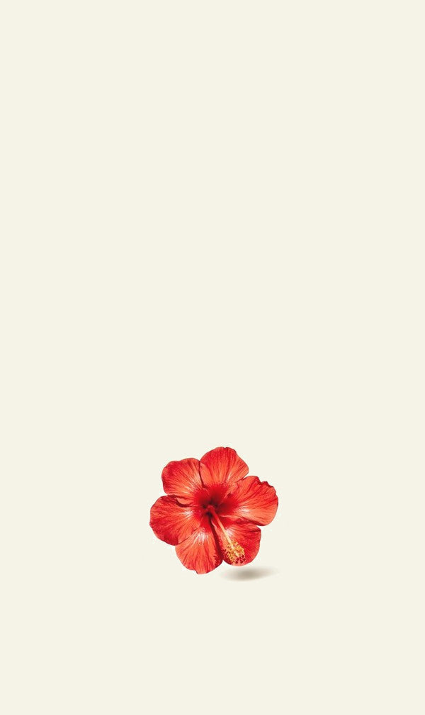 A red hibiscus flower on cream