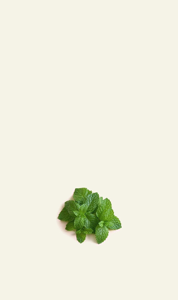 Fresh spearmint leaves on cream