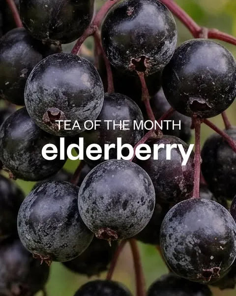 Clusters of ripe elderberries, with the words Tea of the month: elderberry