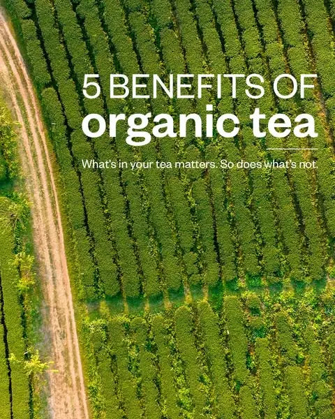 Aerial view of rows of tea bushes, titled 5 benefits of organic tea
