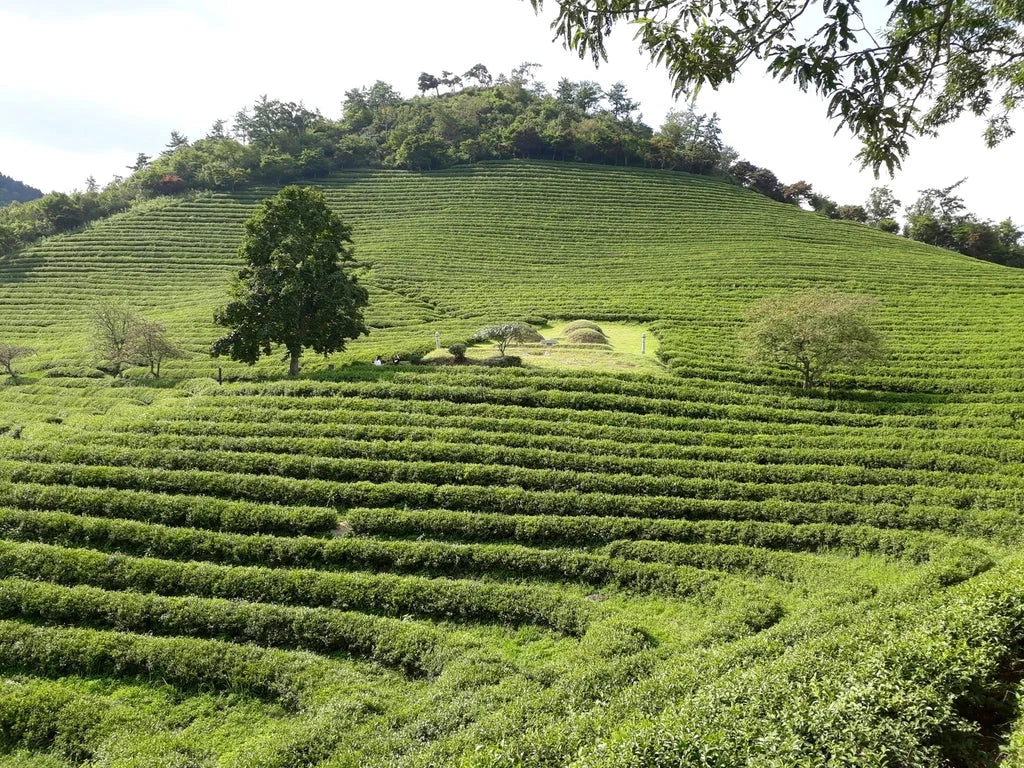 A farmer tending rows of tea plants on a hillside